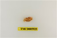 藏品(顯赫擬扇蟹)的圖片